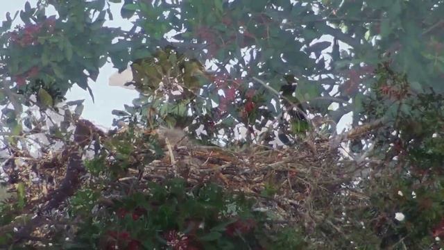 Great Blue Heron Nesting & Anhinga Fight смотреть онлайн