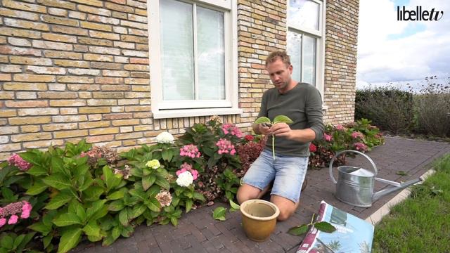 Boer Tom Laat Stap Voor Stap Zien Hoe Je Hortensia's Stekt
