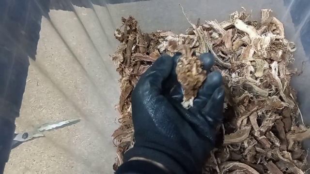 Красный корень / Копеечник смотреть онлайн