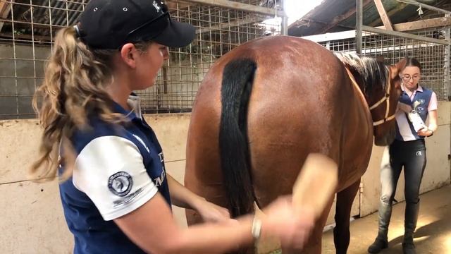 How To Clip A Horse's Tail | How to Shave a Horses Tail | Show Horse Presentation Tips смотреть онлайн