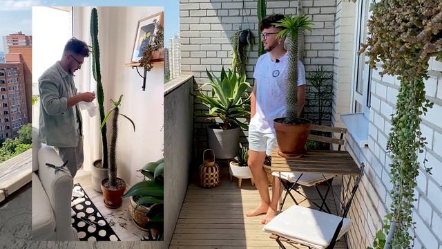 КАК ЗАВЕТВИТЬ ПАХИПОДИУМ