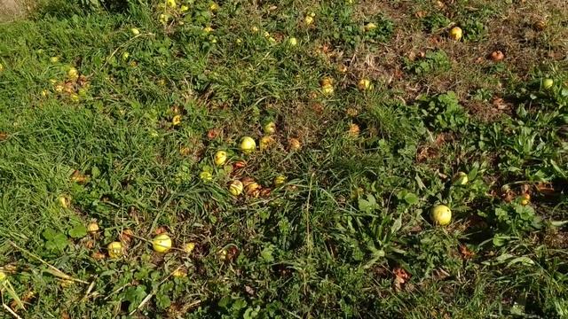 Golden Delicious - the Queen of yellow apples смотреть онлайн