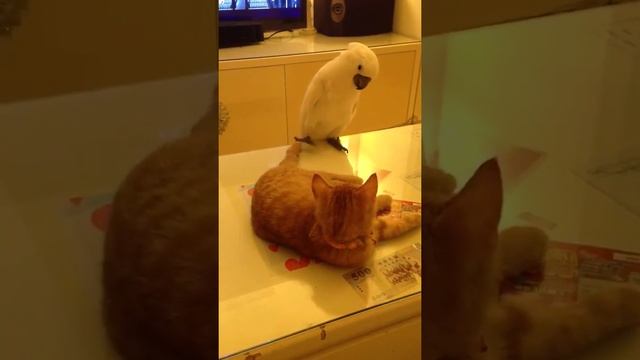 Попугай ловит кошачий хвост смотреть онлайн