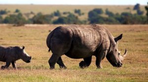 Носорог - интересные факты (С Фото и Видео)