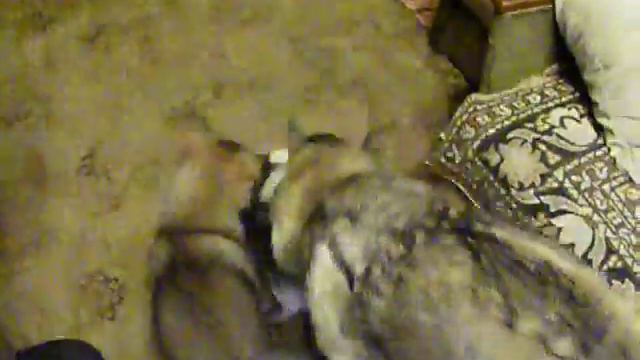 щенки лайки смотреть онлайн