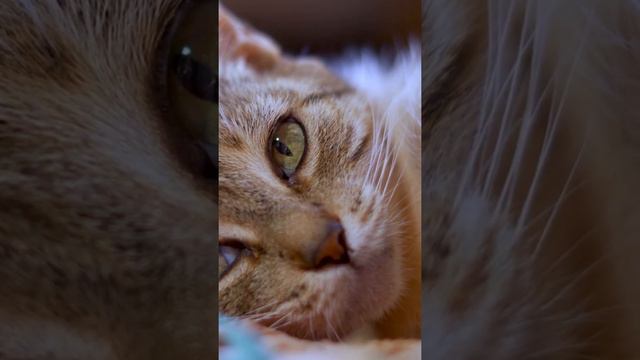 Cat Feline Home Pet Wool Whiskers.shorts/Кошка Кошачий Домашний Питомец Шерсть Усы. смотреть онлайн