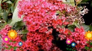 Спирея японская Дартс ред. Краткий обзор, описание характеристик spiraea japonica Dart's Red