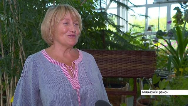 Женьшень и лопух: как в Алтайском крае культивируют лекарственные растения? смотреть онлайн