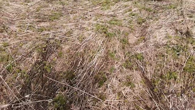 №147 СТОЛЬКО МОНЕТ МЫ ЕЩЁ НЕ НАХОДИЛИ. ПОИСК СТАРИНЫ С ЭКВИНОКС 800. КОП 2023. смотреть онлайн