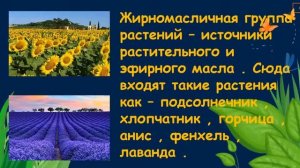 Полевые культуры. Окружающий нас мир