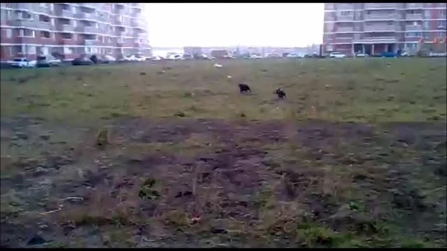 Французский бульдог # 5 смотреть онлайн