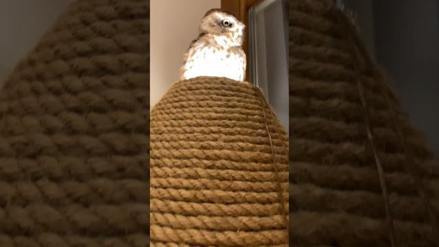 Голова в холоде, а попка в тепле ☺️? #owl #музейсовушек #сыч #сова смотреть онлайн