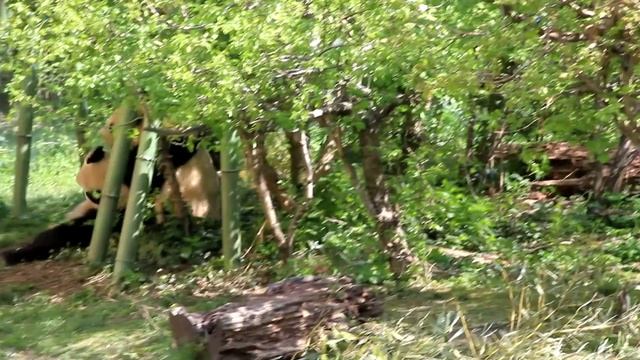 Two pandas. Vienna. Зоопа́рк Шёнбрунн. Tiergarten Schönbrunn. Две большие панды. Зоопарк. Вена смотреть онлайн