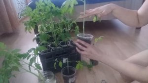 Обрезка рассады томатов!