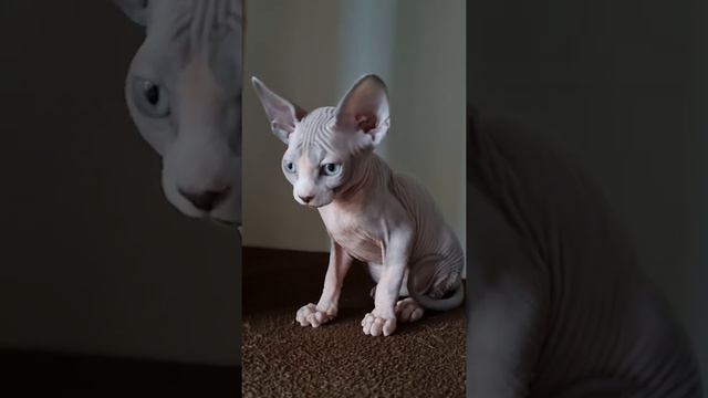 Канадский сфинкс, котёнок голубой биколор ETEREO смотреть онлайн