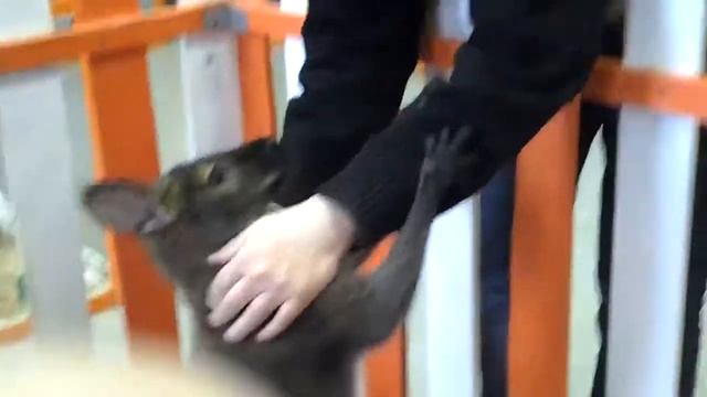 Играет с кенгуру животное - Купил кенгуру