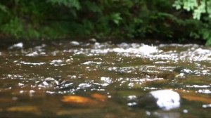 Наживка о которой ЗНАЕТ 1%. Рыбалка на РАКА! КТО КЛЮЕТ НА РАКА? Какую РЫБУ можно "поймать" на рака?