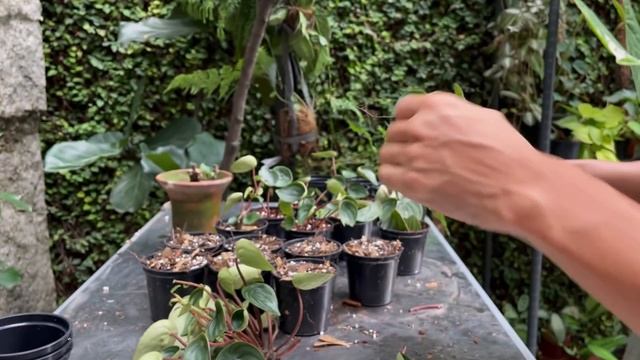 Peperomia Argyreia care and extreme Propagation (with updates) смотреть онлайн