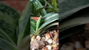 Gasteria variegata #succulents
