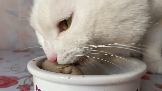 КОШКА ЛИЖЕТ ПАШТЕТ ИЗ ПЯТЁРОЧКИ смотреть онлайн