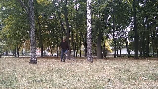 Немецкая овчарка Обход змейкой| Дрессировка собак| Воспитание собаки смотреть онлайн