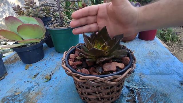 🔴 TUDO SOBRE A PLANTA ECHEVERIA BLACK PRINCE - ESSE CUIDADO SALVA A VIDA! [SUCULENTA] смотреть онлайн