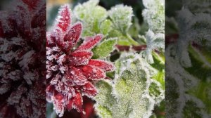 Поль Мориа (не уходи )(не уходи лето)