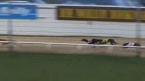 Собачьи бега