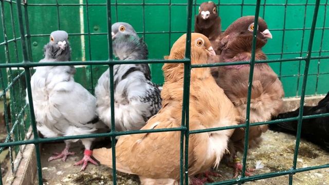 Продаются голуби: Белоголовые, Китайцы, Варшавские, Ижевские, Курские смотреть онлайн
