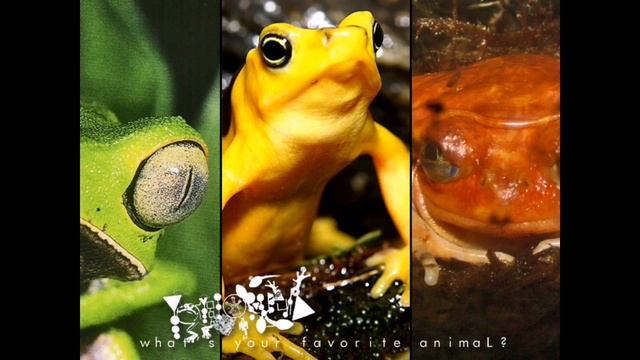 Phyllomedusa -What's Your Favorite Animal [FULLALBUM]