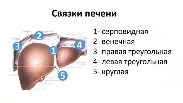 Элементарные знания о печени. смотреть онлайн