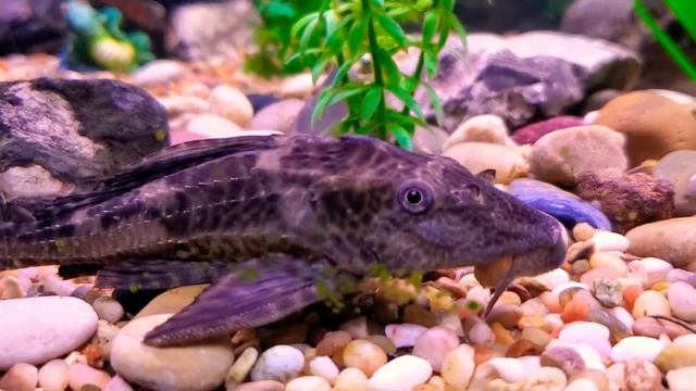 Common Pleco (Hypostomus plecostomus) смотреть онлайн
