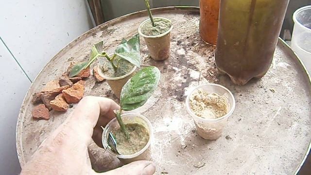 Укоренить черенок Пандерозы в одноразовом стаканчике смотреть онлайн