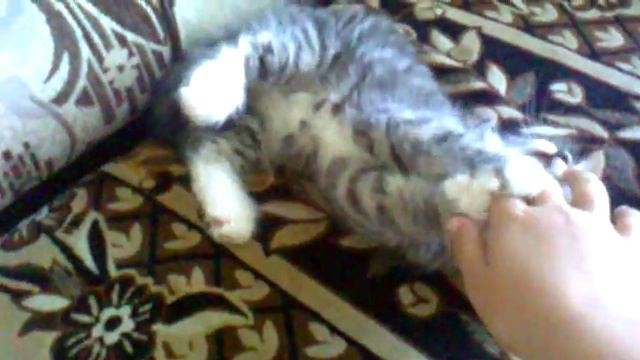 Котёнок играет с рукой смотреть онлайн