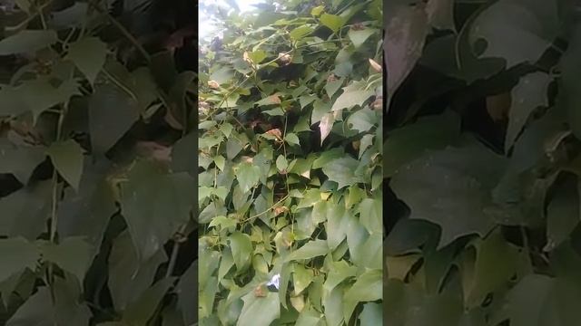 Thunbergia grandiflora смотреть онлайн