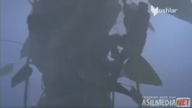 Jek va loviya poyasi#o'zbek tilida смотреть онлайн