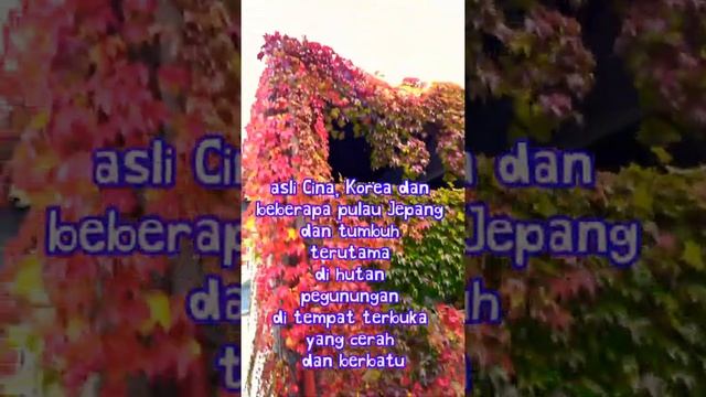 DAUN MUSIM GUGUR Jadi Merah Parthenocissus Tricuspidata ? #SHORTS смотреть онлайн