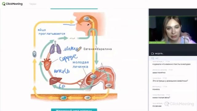 Жизненный цикл аскариды. Зоология для ЕГЭ. Разбор заданий ЕГЭ