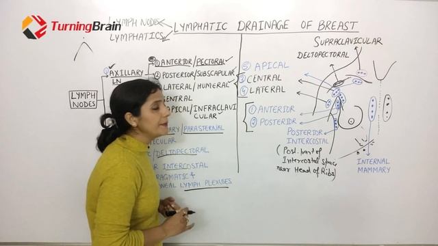 ANATOMY of BREAST 4/6 LYMPH NODES & LYMPHATICS OF BREAST смотреть онлайн