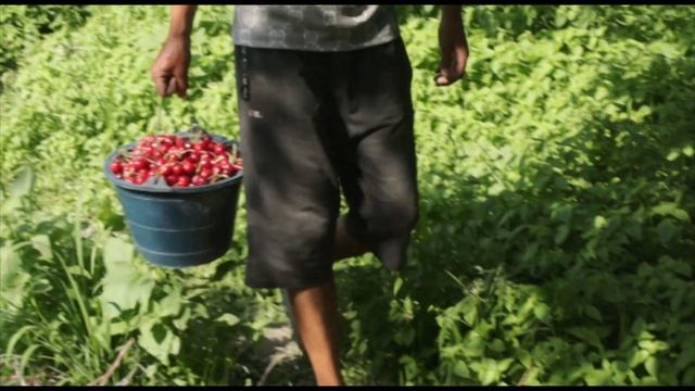 Как выращивают, убирают, сортируют и продают черешню в Ферганской долине Узбекистана? смотреть онлайн