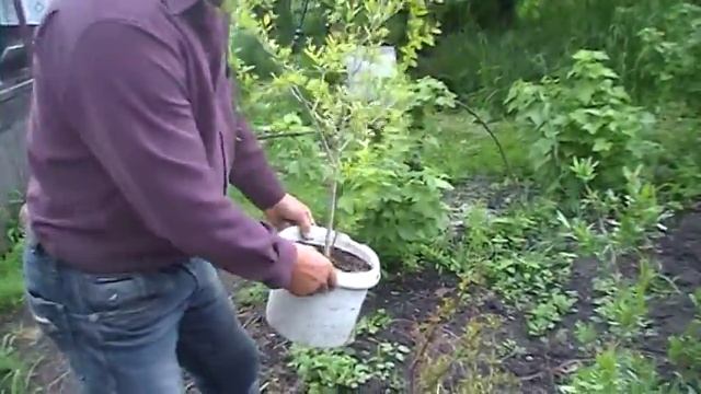 Саженцы граната