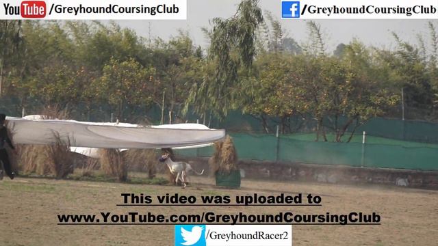 coursing greyhounds 2022 смотреть онлайн