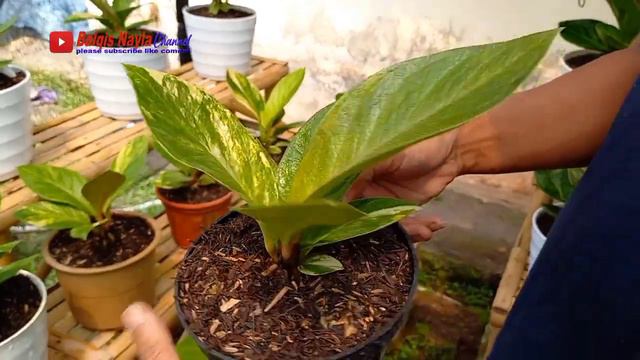 jemani pink vs anthurium pink, roset mewah menor murah| harga anthurium di petani temanggung| смотреть онлайн