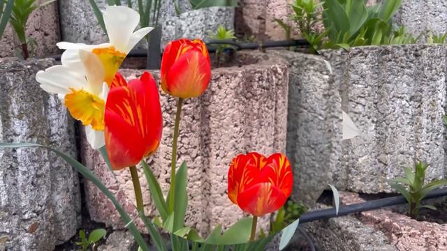 Весенние сорта с моей цветущей стены !!!🌷🌷🌷🌷🌷 смотреть онлайн