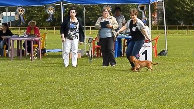 Cavalier King Charles Spaniel. Four Of Kind Sue. First Show (debut)