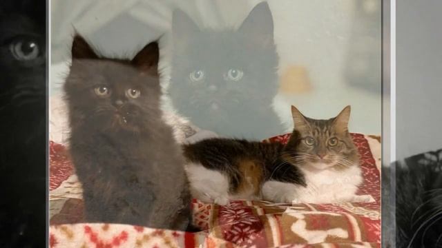 А ты откуда взялся?Утром на новогодней ёлке сидел чёрный котёнок! Вечером у меня был только один ко смотреть онлайн