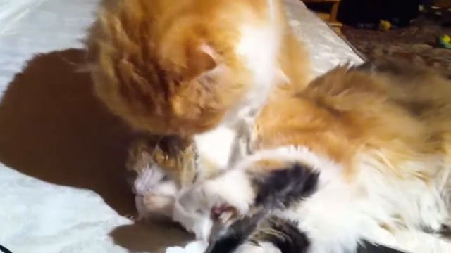 Кошачьи нежности / Сat tenderness смотреть онлайн