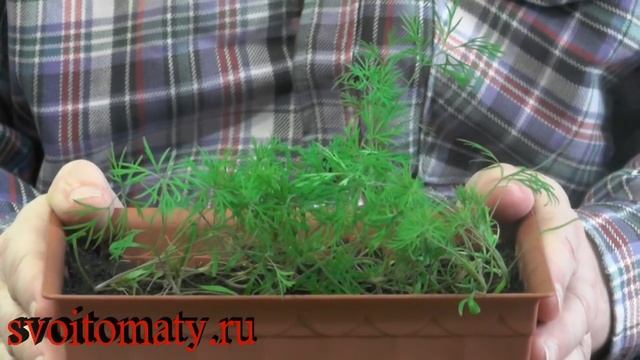 Как дома зимой вырастить укроп смотреть онлайн