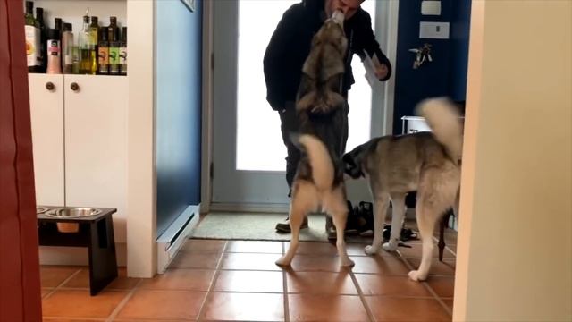 Laika The Husky Needed Some Shopping Therapy! смотреть онлайн