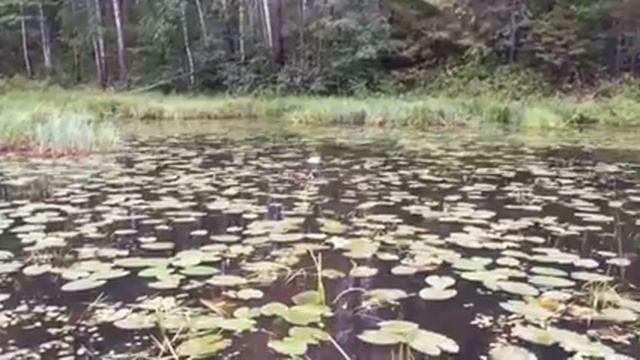 Спаниель РОС смотреть онлайн